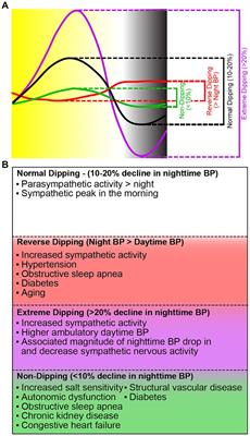 Circadian disruptions and their role in the development of hypertension